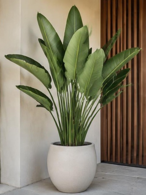 Bird of Paradise