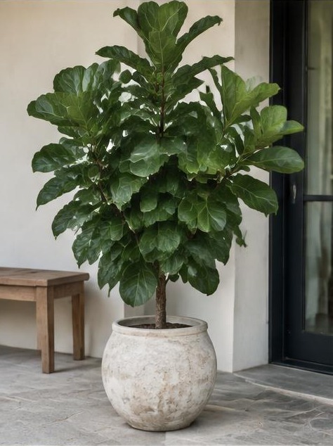 Fiddle Leaf Fig